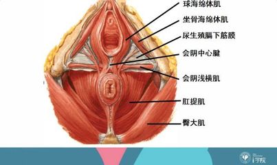 外阴手术是什么样子图片