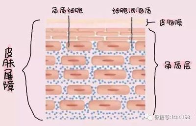 皮肤为什么起皮 皮肤为什么那么黄